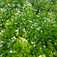 3 Lievevrouwebedstro ‘Galium odoratum’ Ø9 cm ↕15 cm