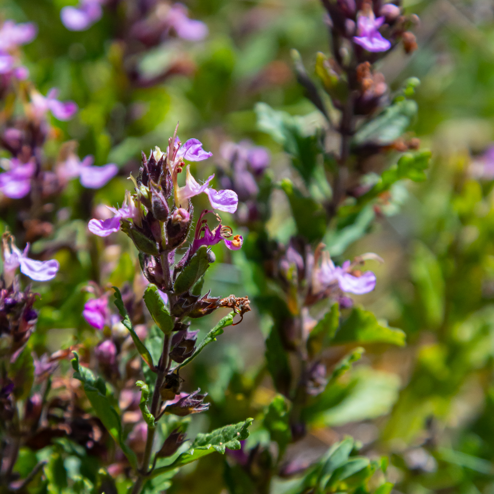 NatureNest | Gamander | set van 3 tuinplanten | Teucrium lucidrys | Sterke winterharde borderplant