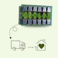 3 Dikkemanskruid Planten ‘Pachysandra terminalis’ Ø9 cm ↕15 cm