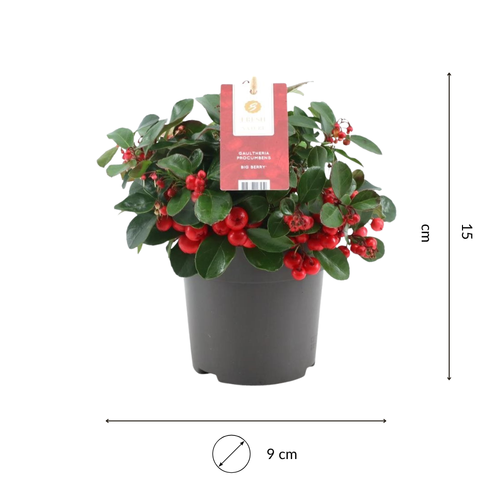 Set of 3 Mountain Tea Plants | 3x Gaultheria procumbens Big Berry Ø 12 cm ↕ 20 cm