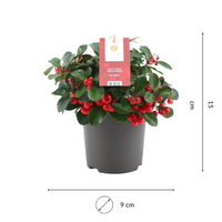 Set of 3 Mountain Tea Plants | 3x Gaultheria procumbens Big Berry Ø 12 cm ↕ 20 cm