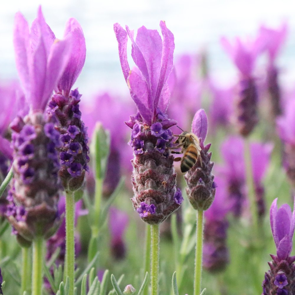 Lavendel Zomer Set - 2 lavendel op stam en 3x Lavandula stoechas ‘Anouk’