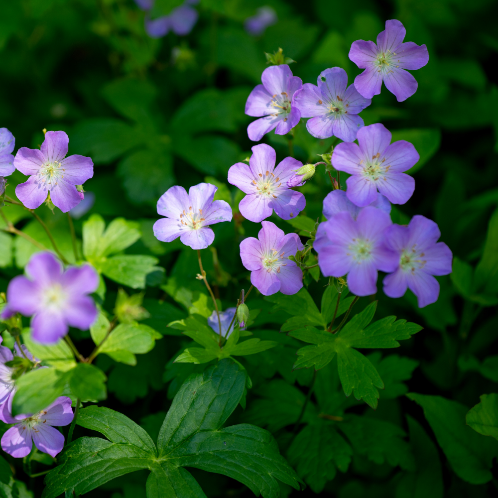 NatureNest Border Package Rosie