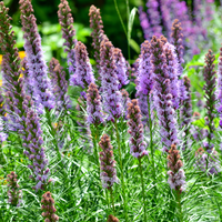 Wilde Natuurborder set van 12, 24, 48, 60 of 120 planten