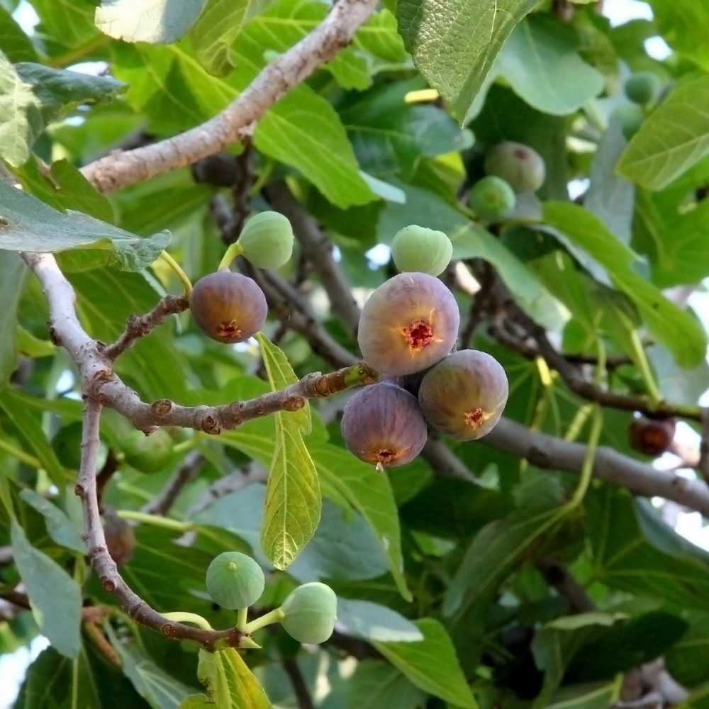 3 Fig Tree Plants | 100% Organic Fruit Plants | Hardy Fig Trees
