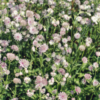 Luxe Bloemborder set van 12, 24, 48, 60 of 120 planten