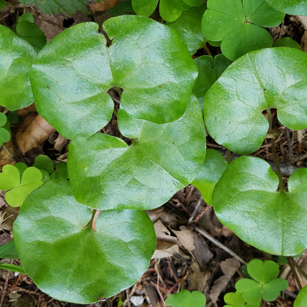 Asarum europaeum (Europese wilde gember), set van 3, bodembedekkers