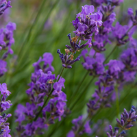 3 Lavendelplanten ‘Lavandula angustifolia Hidcote’ Ø9 cm ↕15 cm