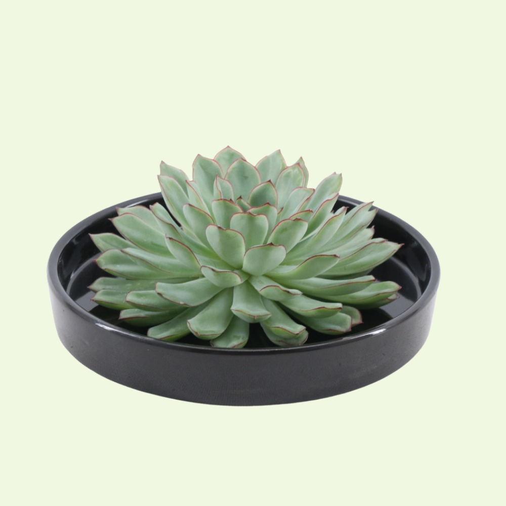 1 Succulent ‘Echeveria Pulidonis’ Ø12–14 cm ↕5 cm