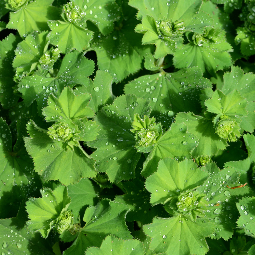 3 Vrouwenmantel Planten ‘Alchemilla mollis’ Ø9 cm ↕15 cm