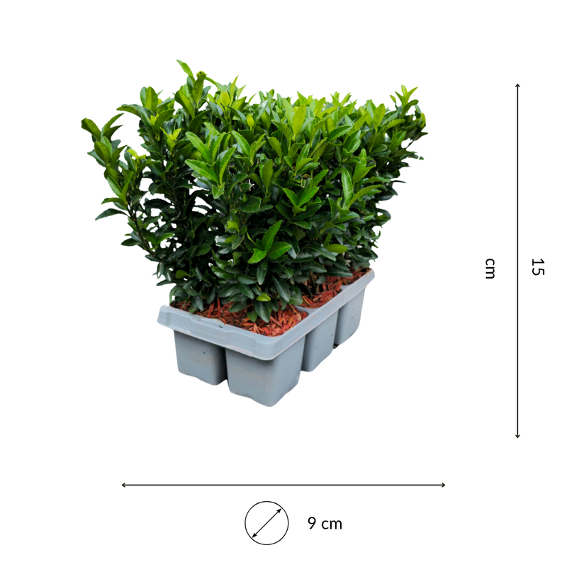 Set van 6 Euonymus Japonica Green Spire