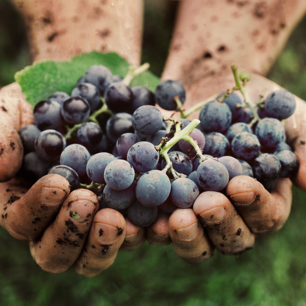 3 Grape Plants | 100% Organic Fruit Plants | Grape Plants 