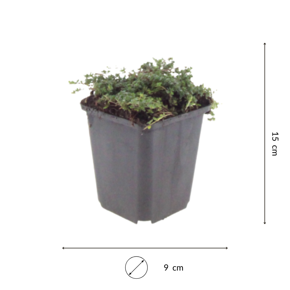 NatureNest | Kruiptijm Purple Beauty set van 3 | Thymus praecox 'Purple Beauty' | Laagblijvende bodembedekker voor zonnige plek