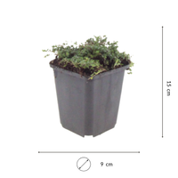 NatureNest | Kruiptijm Purple Beauty set van 3 | Thymus praecox 'Purple Beauty' | Laagblijvende bodembedekker voor zonnige plek