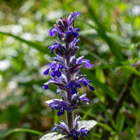 3 Kruipend Zenegroen Planten ‘Ajuga reptans’ Ø9 cm ↕15 cm