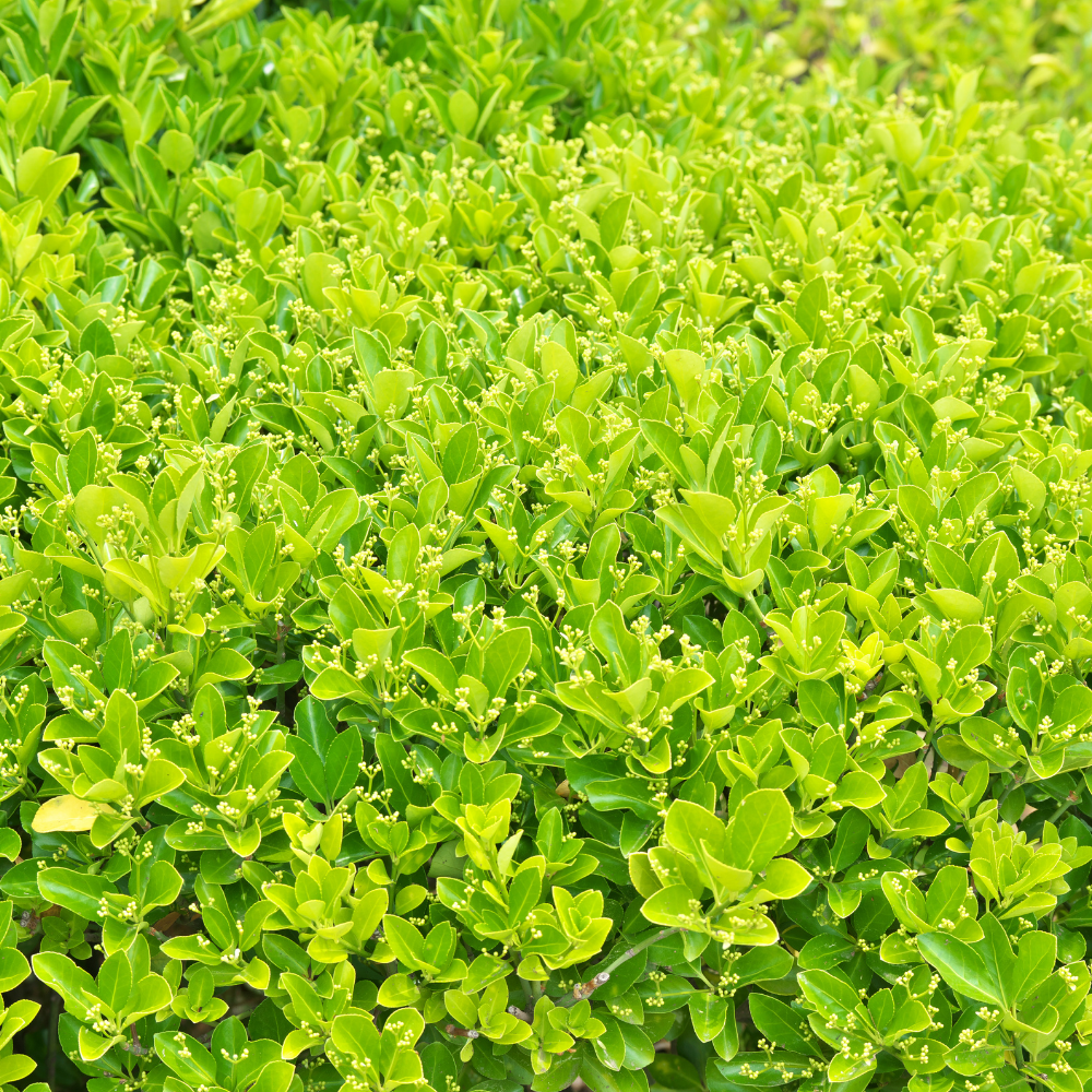 Set mit 6 Euonymus japonicus 'Green Spire' (Buchsbaumersatz) Pflanzen