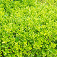 Set mit 6 Euonymus japonicus 'Green Spire' (Buchsbaumersatz) Pflanzen