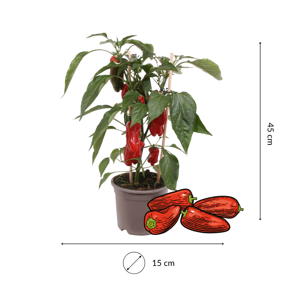 1 Snackpaprika plant rood Ø14 cm ↕40 cm