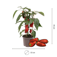 1 Snackpaprika plant rood Ø14 cm ↕40 cm