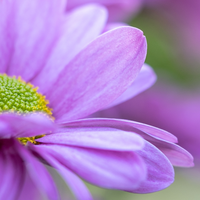 3 Asterplanten ‘Aster ageratoides Asran’ Ø9 cm ↕15 cm