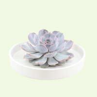 1 Succulent ‘Echeveria Lilacina’ Ø12–14 cm ↕5 cm