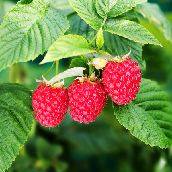3 Raspberry Plants | 100% Organic Fruit Plants | Raspberries | Garden Plants 