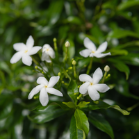 1 Toscaanse jasmijn ‘Trachelospermum jasminoides’ Ø23 cm ↕80 cm