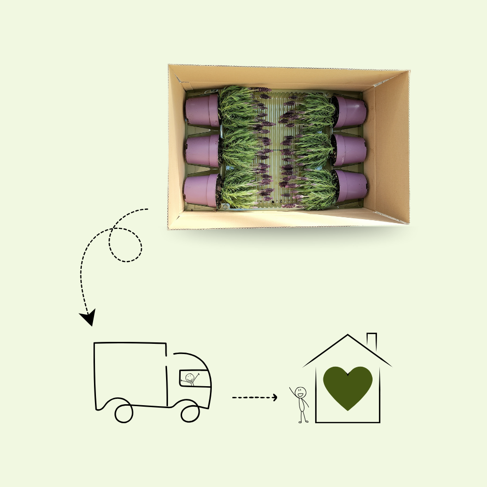 Set of 6 French lavender plants | 6 x Ø12 cm ↕25 cm | Lavandula stoechas Anouk