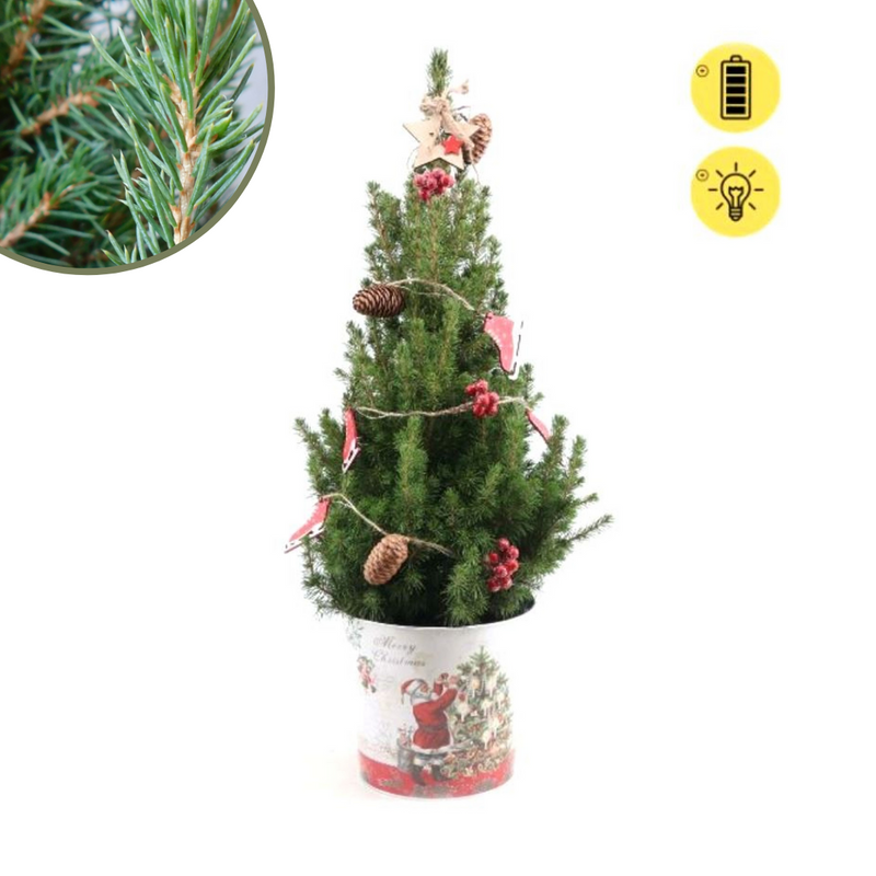 Weihnachtsbaum Picea Conica mit Winterlight-Skate-Beleuchtung im Santa Pot