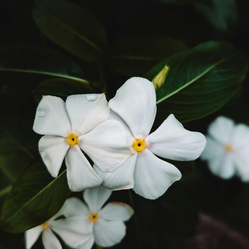 3 Witte Maagdenpalm Planten ‘Vinca minor Alba’ Ø9 cm ↕15 cm