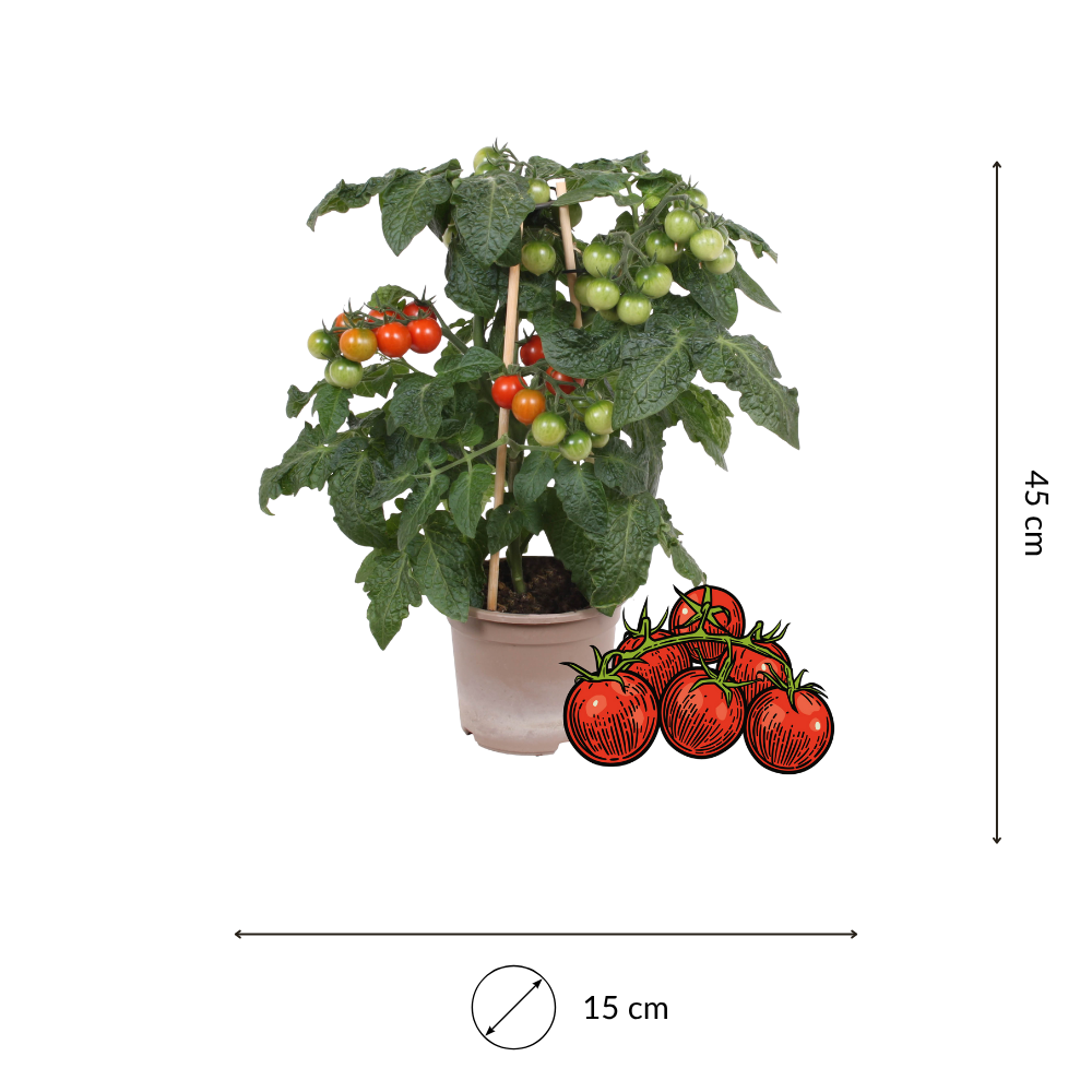 1 Cherrytomaat plant Ø14 cm ↕40 cm