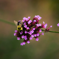 Verbena Bonariensis (Ironhard) Set mit 3