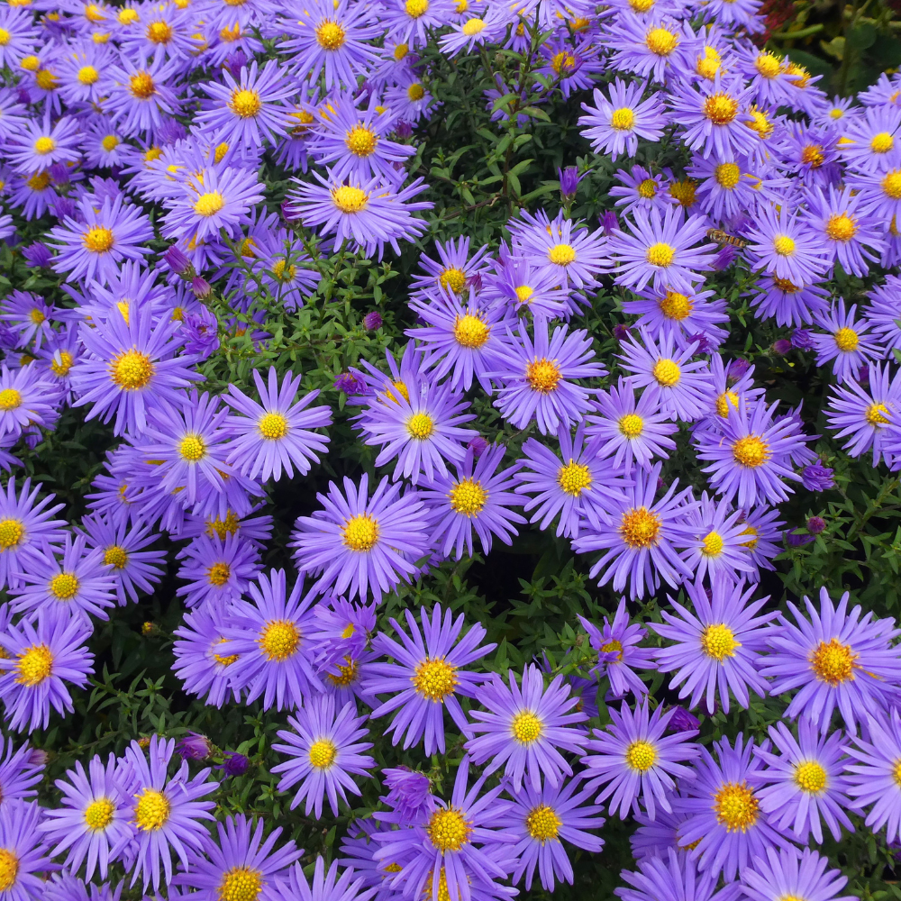 Aster Ageratoides 'Asran'