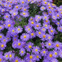 Aster Ageratoides 'Asran'