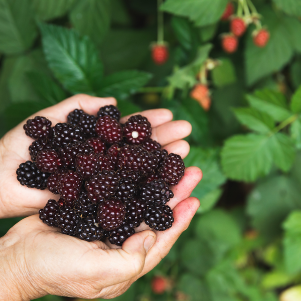 3 Blackberry Plants | 100% Organic Fruit Plants | Blackberries | Garden Plants 