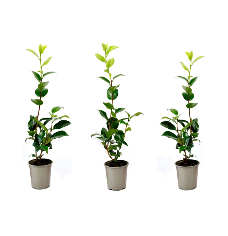 Conjunto de 3 plantas de camélia branca