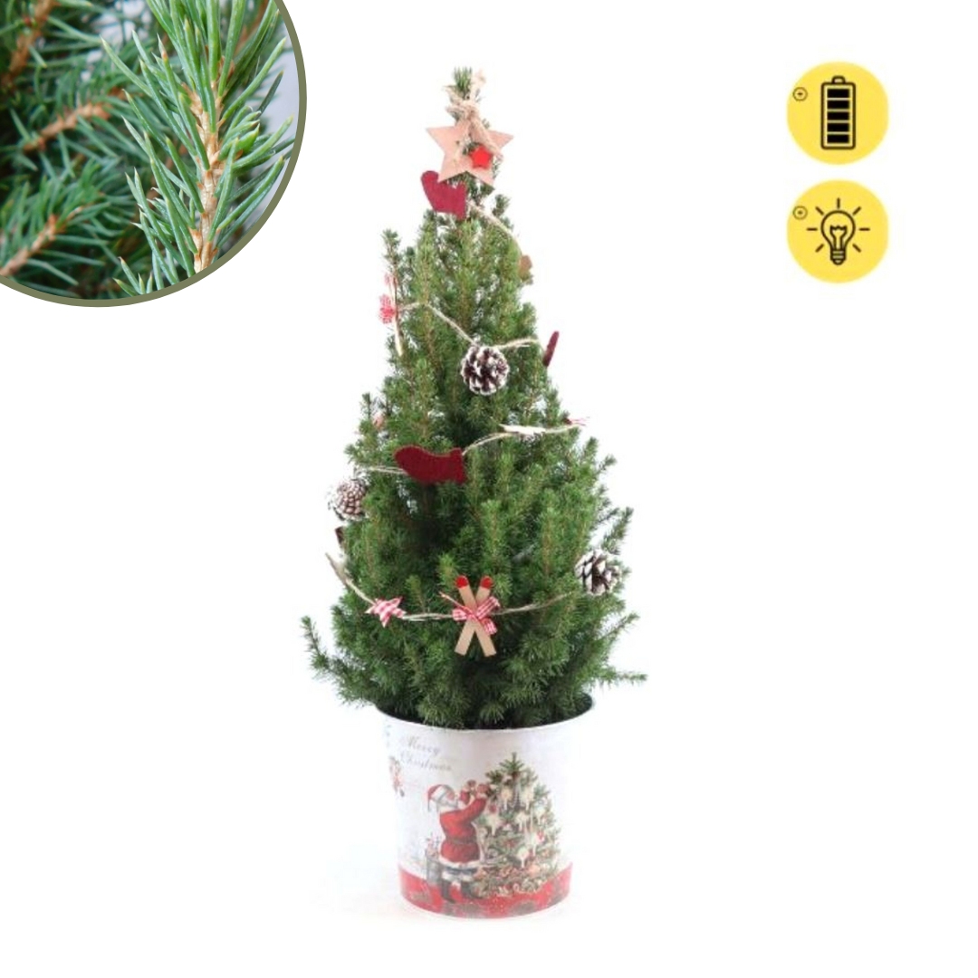 Weihnachtsbaum Picea Conica mit Winterlight-Ski-Beleuchtung im Weihnachtsmanntopf