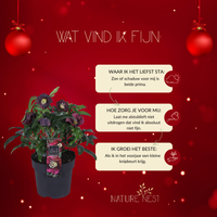 Set of 3 Christmas Rose Specials mix | 3x Helleborus Orientalis | 15 cm Ø | 25 cm ↕