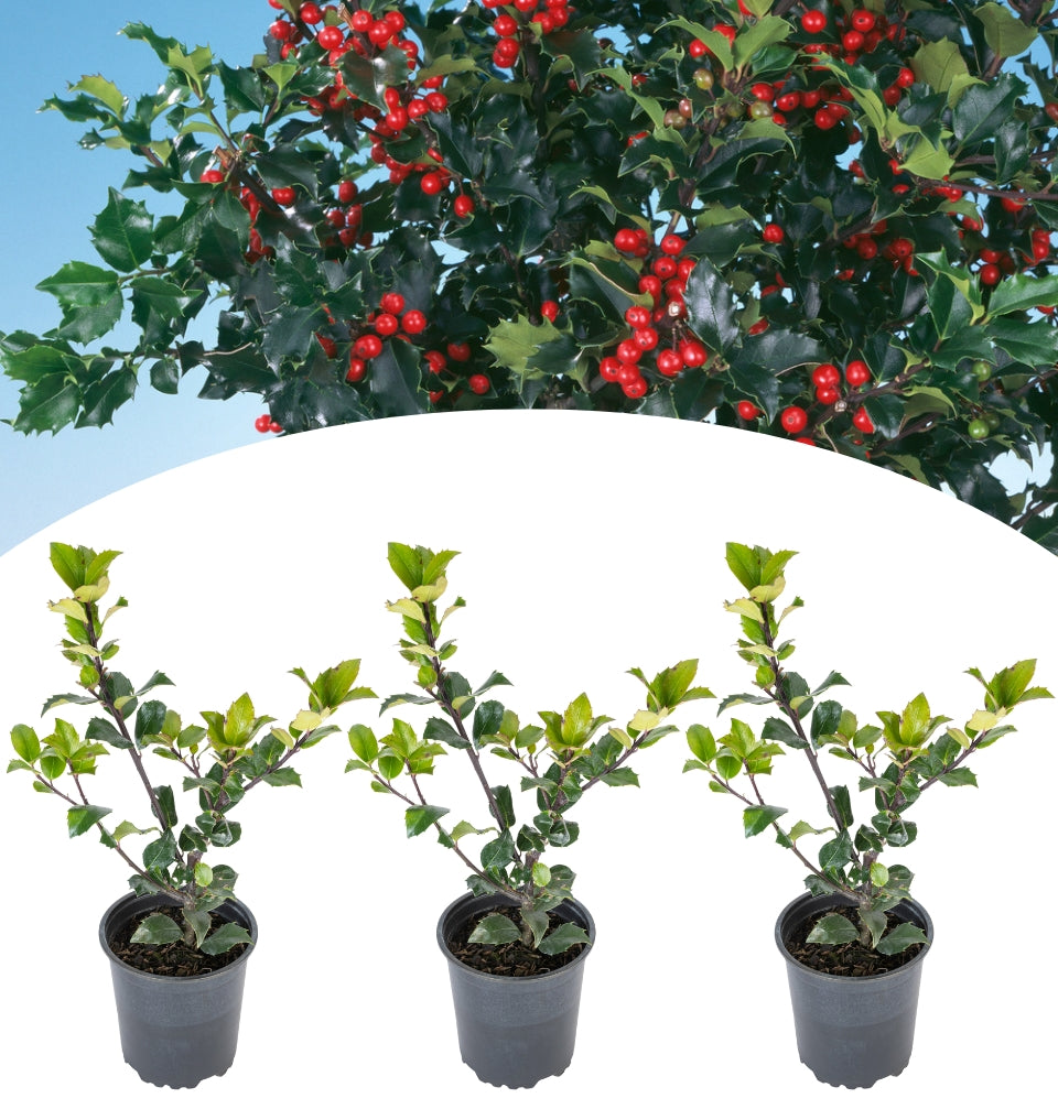 Set de 3 Ilex meserveae 'Blue Maid'