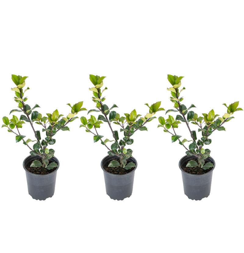 Set van 3 Ilex meserveae 'Blue Maid