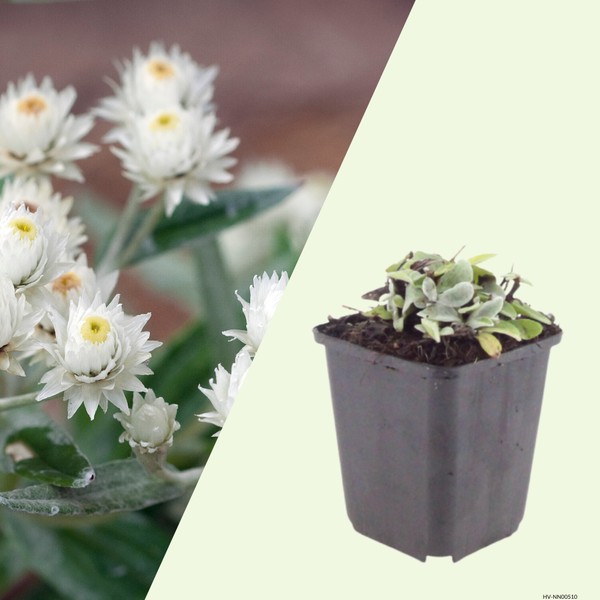 Anaphalis triplinervis  (Parelmoervliesbloem), set van 3, Winterharde vaste plant