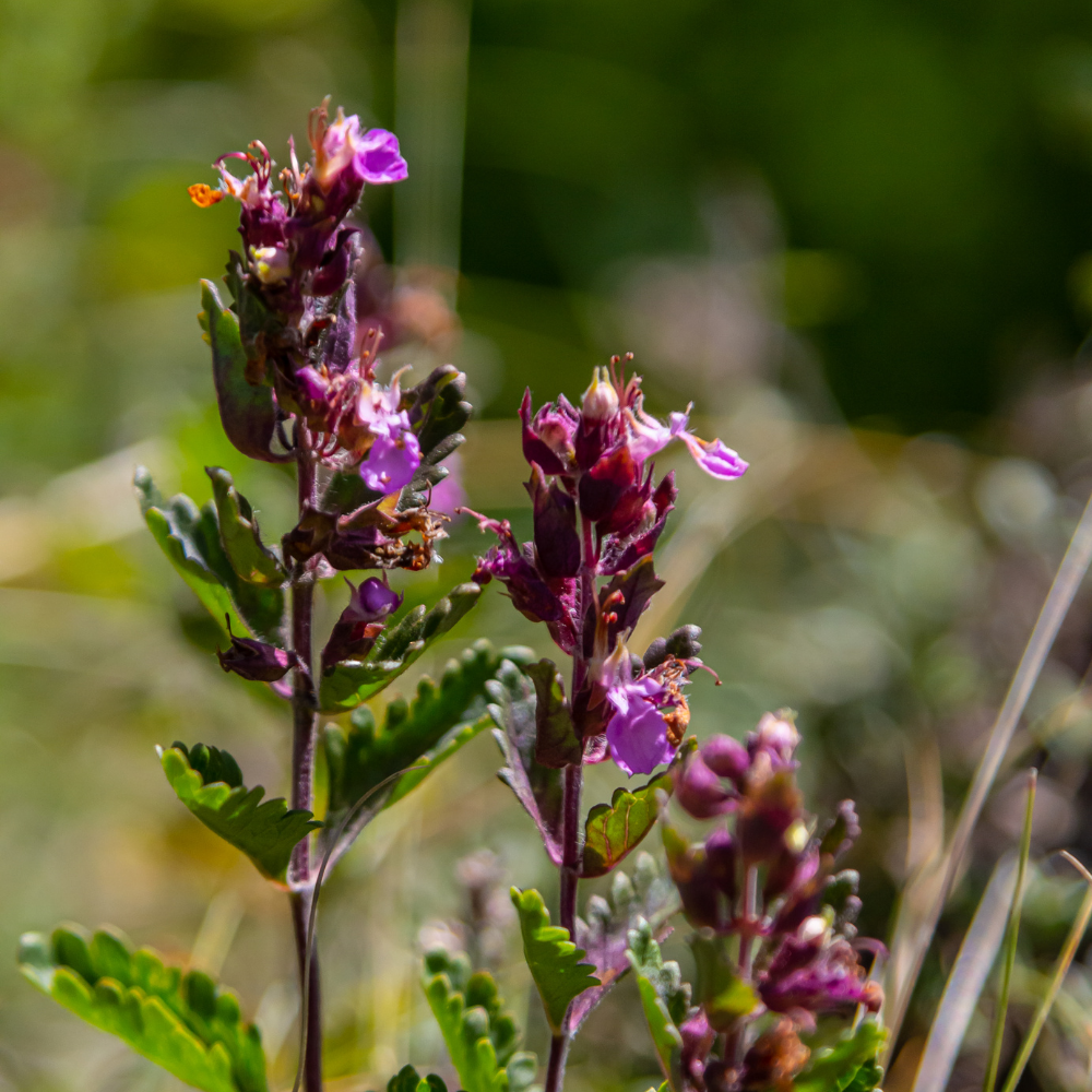 NatureNest | Gamander | set van 3 tuinplanten | Teucrium lucidrys | Sterke winterharde borderplant