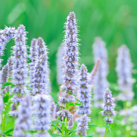 NatureNest Border Package Amber | Sunny Border with Perennials &amp; Ornamental Grasses