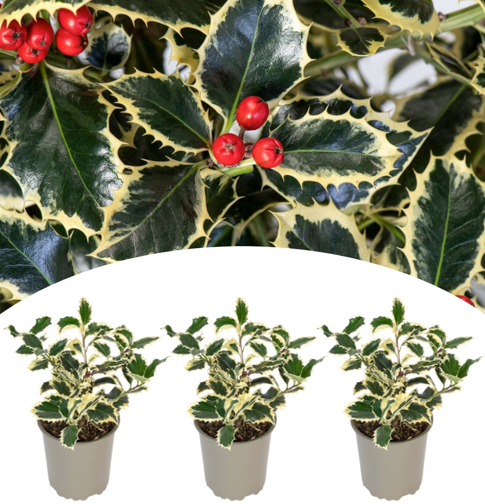 Set de 3 x Ilex aquifolium 'Argentea Marginata'