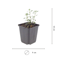 NatureNest | Gamander | set van 3 tuinplanten | Teucrium lucidrys | Sterke winterharde borderplant