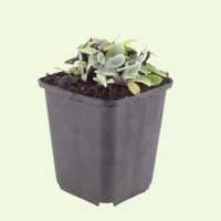 Anaphalis triplinervis  (Parelmoervliesbloem), set van 3, Winterharde vaste plant