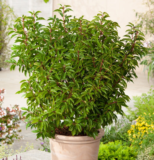 Lote de 3 Prunus lusitanica 'Angustifolia'