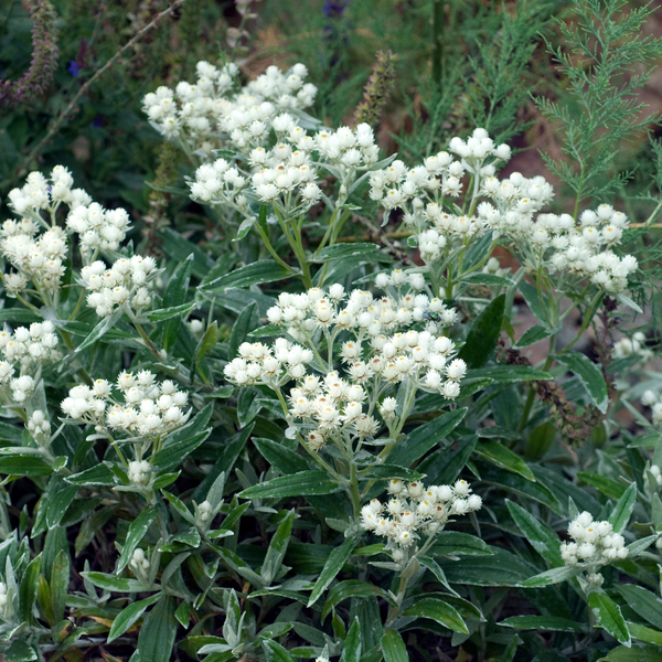 3 Parelmoerbloem ‘Anaphalis triplinervis’ Ø9 cm ↕15 cm