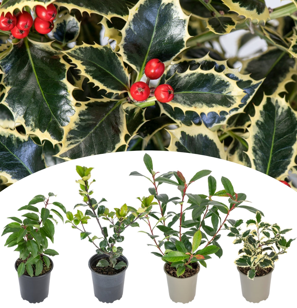 Mezcla de hoja perenne x 4: 1x Ilex meserveae 'Blue Maid', 1x Ilex aquifolium 'Argentea Marginata', 1x Photinia fras. 'Red Robin', 1x Prunus lusitanica 'Angustifolia