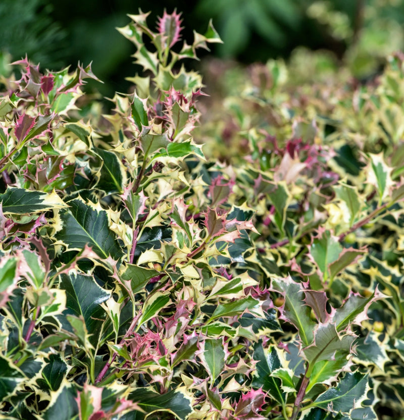 Immergrüne Mischung x 4 - 1x Ilex meserveae 'Blue Maid', 1x Ilex aquifolium 'Argentea Marginata', 1x Photinia fras. 'Red Robin', 1x Prunus lusitanica 'Angustifolia